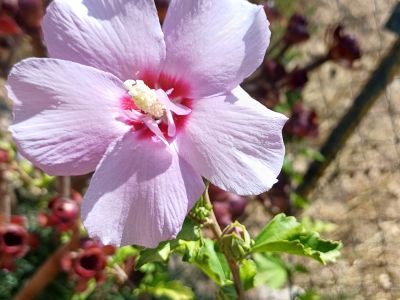 Hibiskus verschiedene Farbe im Topf durchgewurzelt