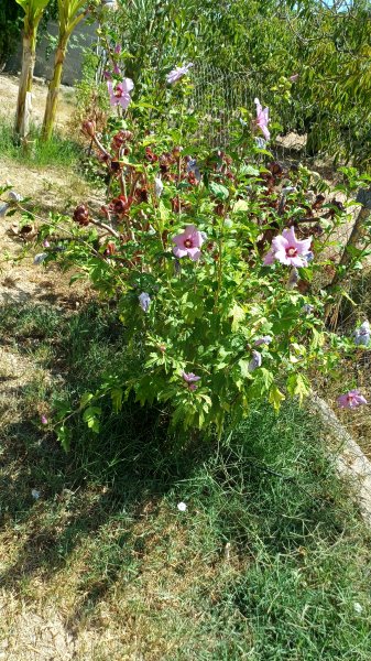 Hibiskus verschiedene Farbe im Topf durchgewurzelt