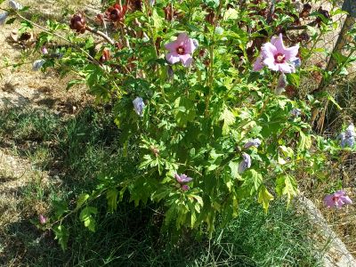 Hibiskus verschiedene Farbe im Topf durchgewurzelt