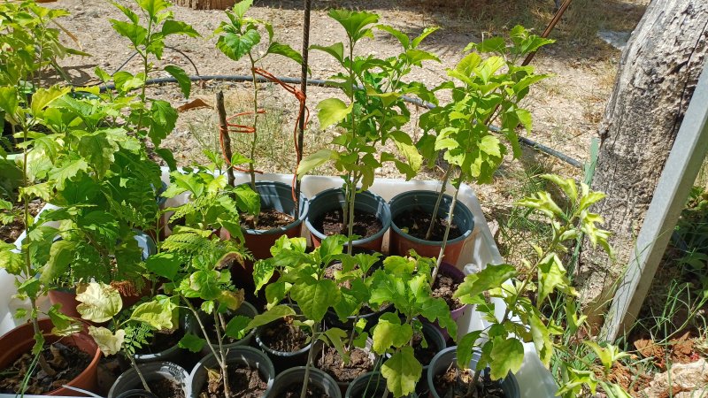 Hibiskus verschiedene Farbe im Topf durchgewurzelt