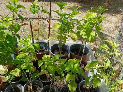 Hibiskus verschiedene Farbe im Topf durchgewurzelt