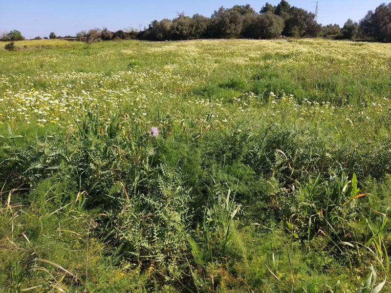Finca de madera en Manacor Felanitx en venta