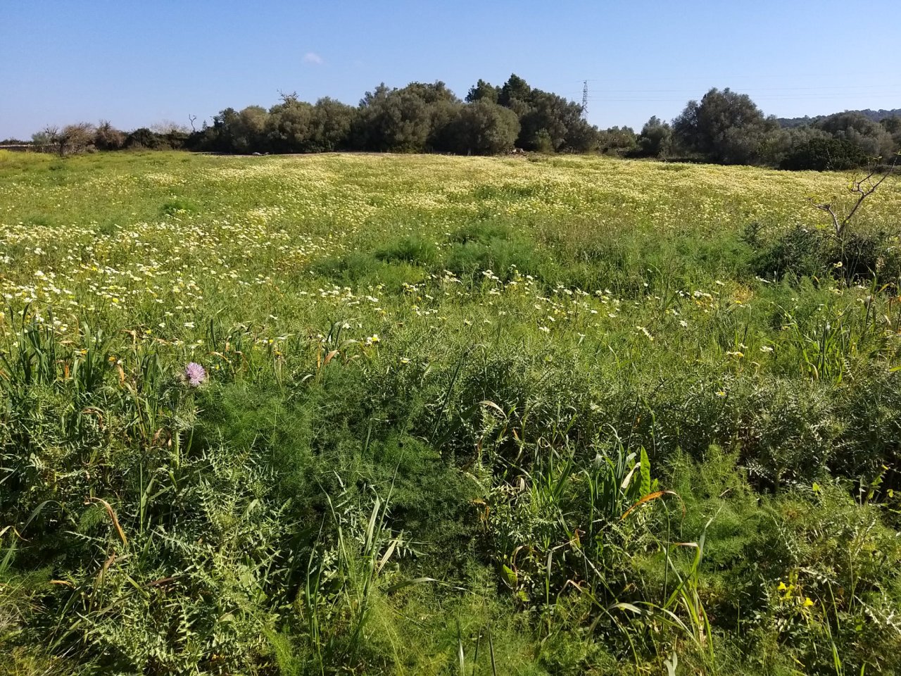 Finca de madera en Manacor Felanitx en venta