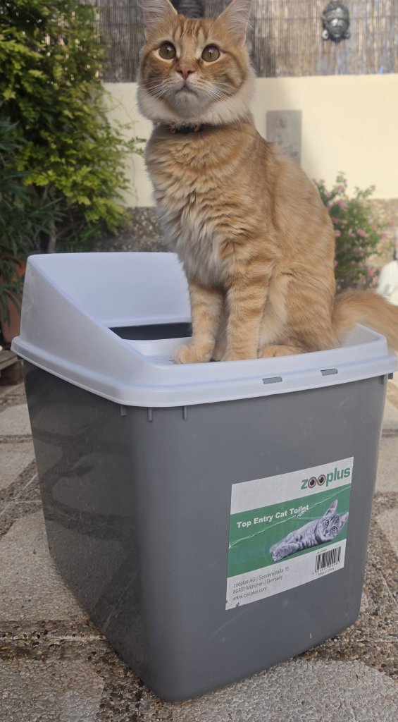 Hop In Katzen Klo