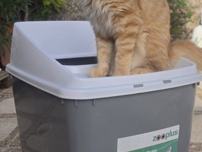 Hop In Katzen Klo