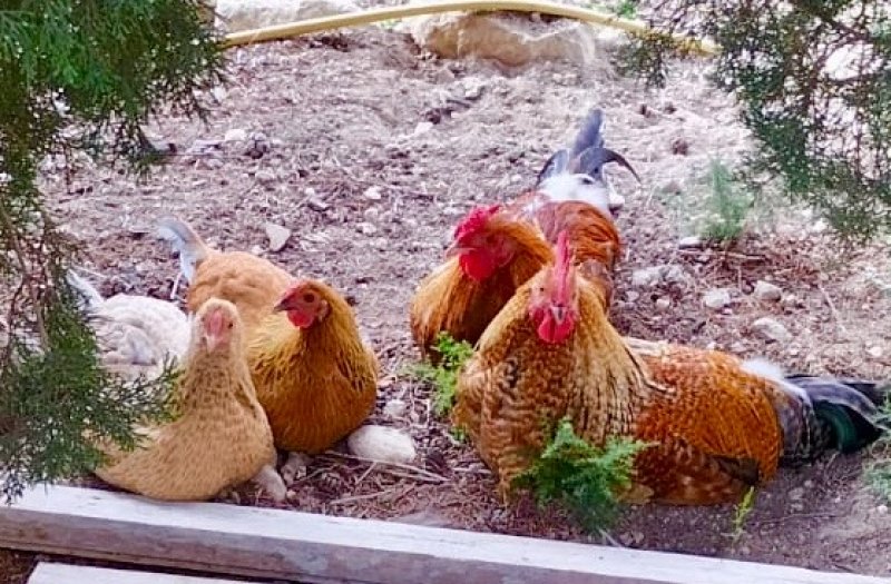 Gallinas para regalar