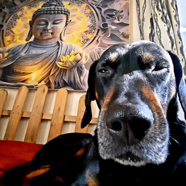 Dog care Dogsitter Training Walks