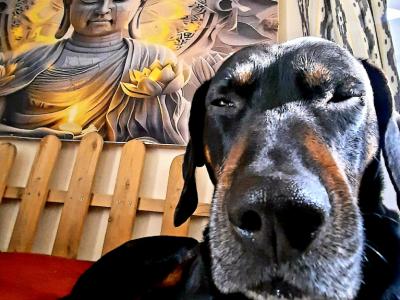 Dog care Dogsitter Training Walks