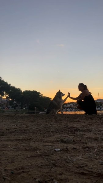 Dog Training Focusing on Team Building & Communication