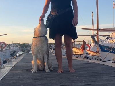 Dog Training Focusing on Team Building & Communication