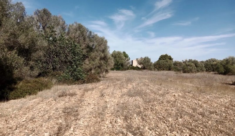 Parcela idílica con proyecto de construcción aprobado en Sa Vinyola - cerca de Sa Ràpita