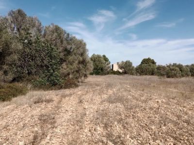 Parcela idílica con proyecto de construcción aprobado en Sa Vinyola - cerca de Sa Ràpita