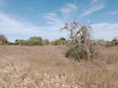 Parcela idílica con proyecto de construcción aprobado en Sa Vinyola - cerca de Sa Ràpita