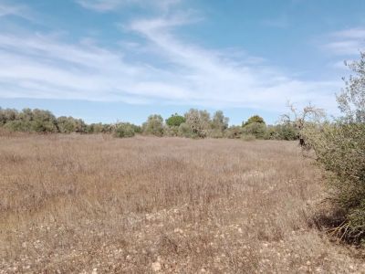 Parcela idílica con proyecto de construcción aprobado en Sa Vinyola - cerca de Sa Ràpita