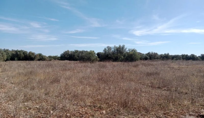 Parcela idílica con proyecto de construcción aprobado en Sa Vinyola - cerca de Sa Ràpita
