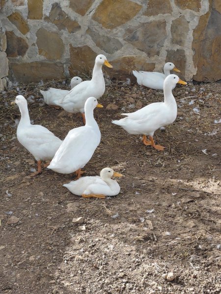 Patos indios corredores