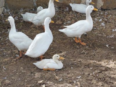 Patos indios corredores
