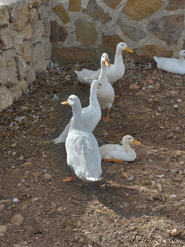 Patos indios corredores