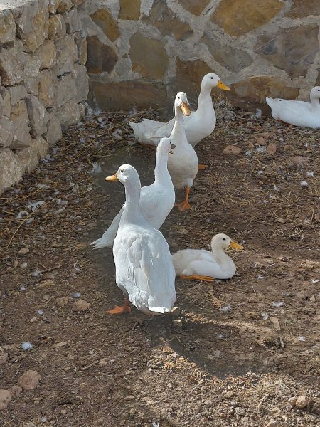 Patos indios corredores