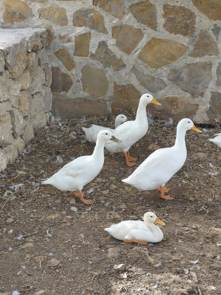 Patos indios corredores