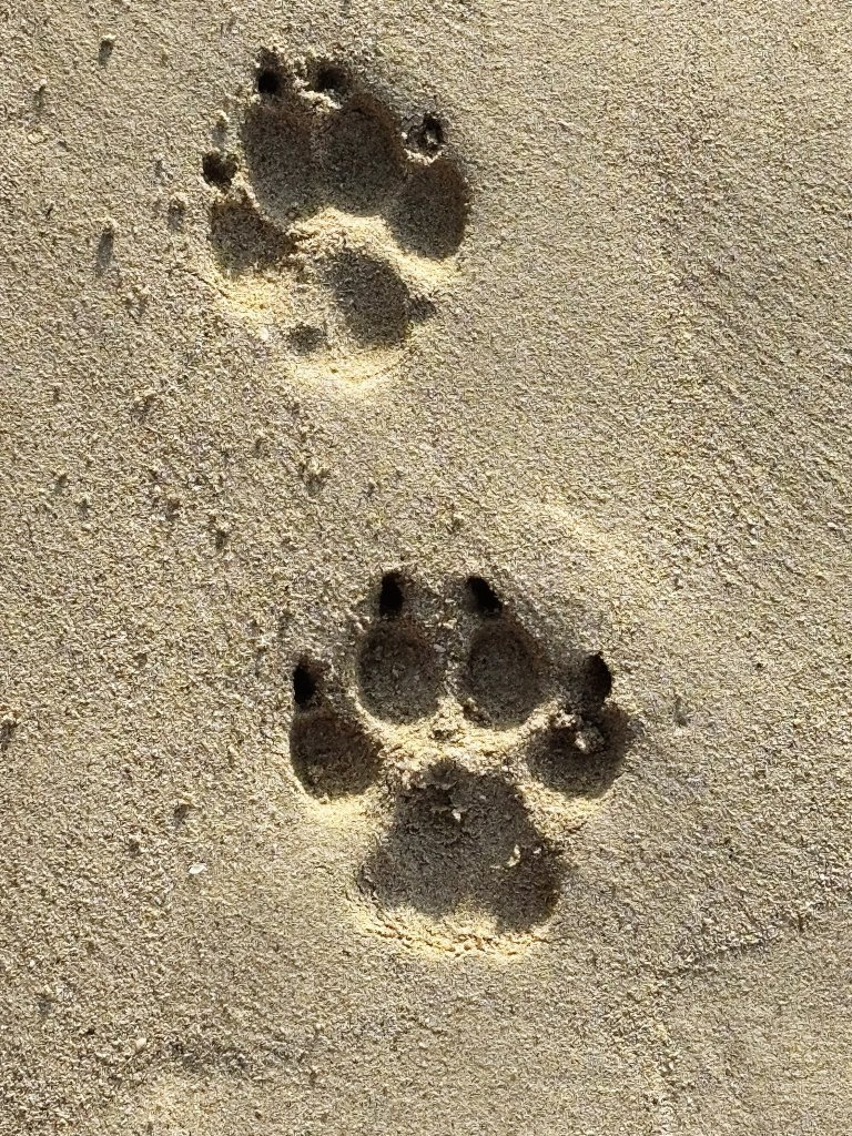 Individuelles Hundetraining & Sozialisierung auf Mallorca | 1:1-Betreuung