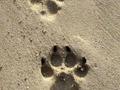 Individuelles Hundetraining & Sozialisierung auf Mallorca | 1:1-Betreuung