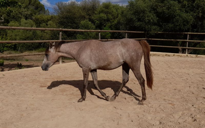 Young Arabian mare - Appaloosa