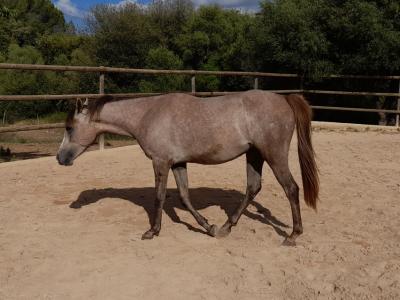 Young Arabian mare - Appaloosa