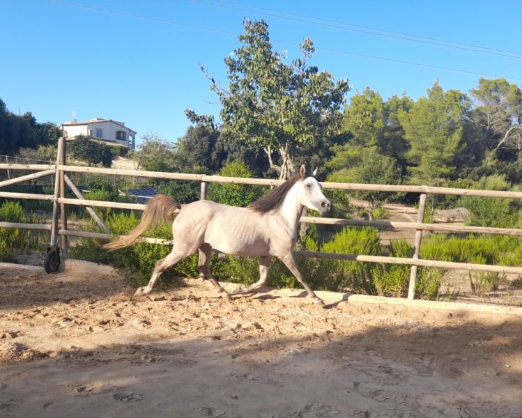 Young Arabian mare - Appaloosa