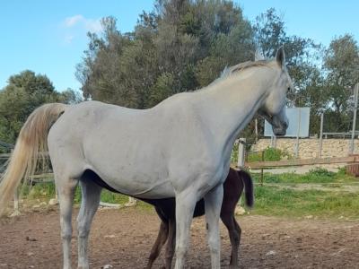 Young Arabian mare - Appaloosa