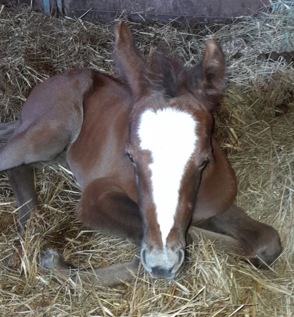 Young Arabian mare - Appaloosa