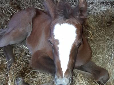 Young Arabian mare - Appaloosa