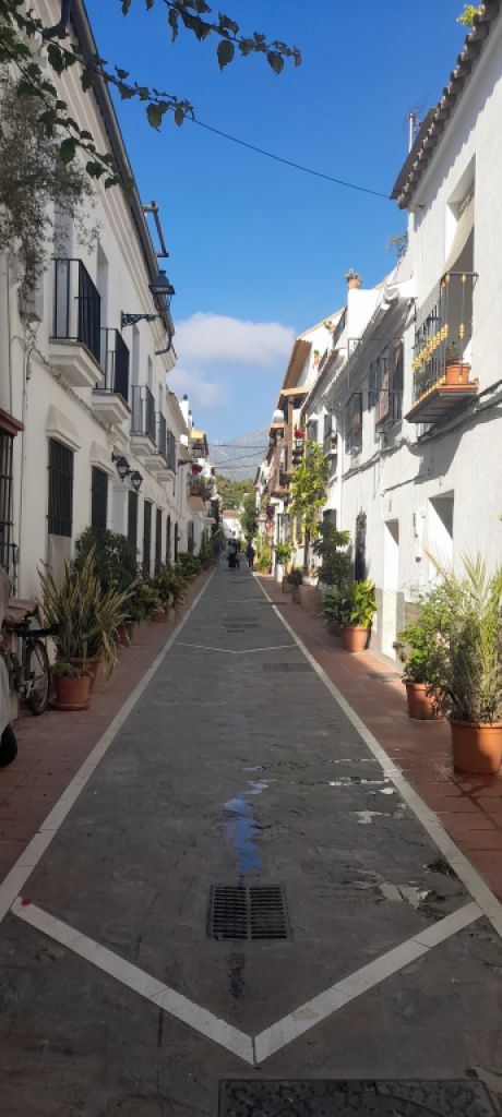 Young Arabian mare - Appaloosa