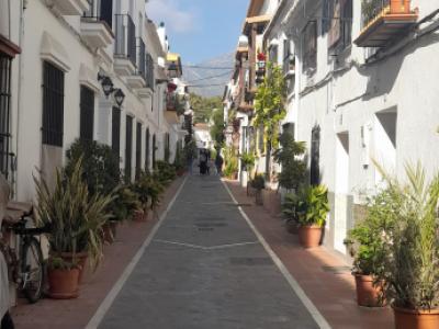 Young Arabian mare - Appaloosa