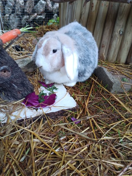 Rabbit looking for a new group