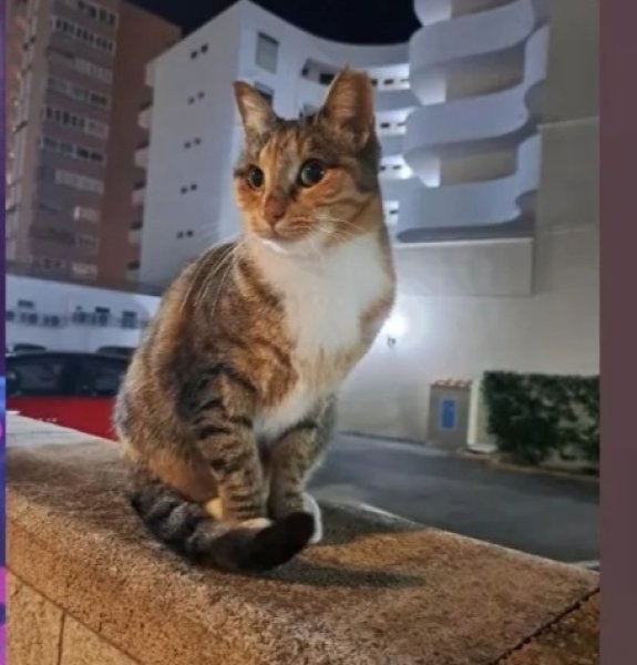 Katze an der Playa de Palma mitgenommen