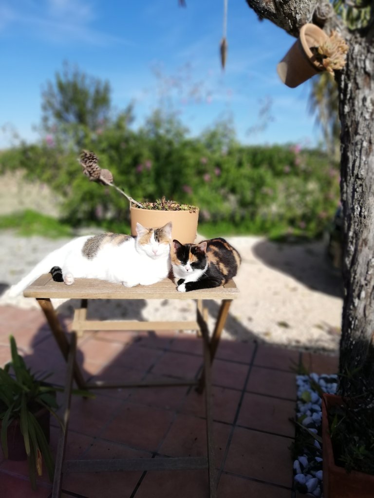 Cats