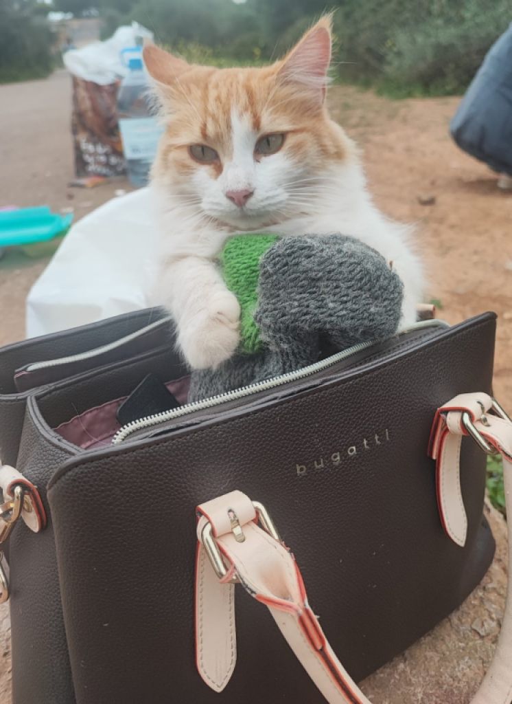 Katzenfreunde in Cala D'or