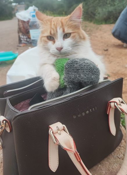 Katzenfreunde in Cala D'or