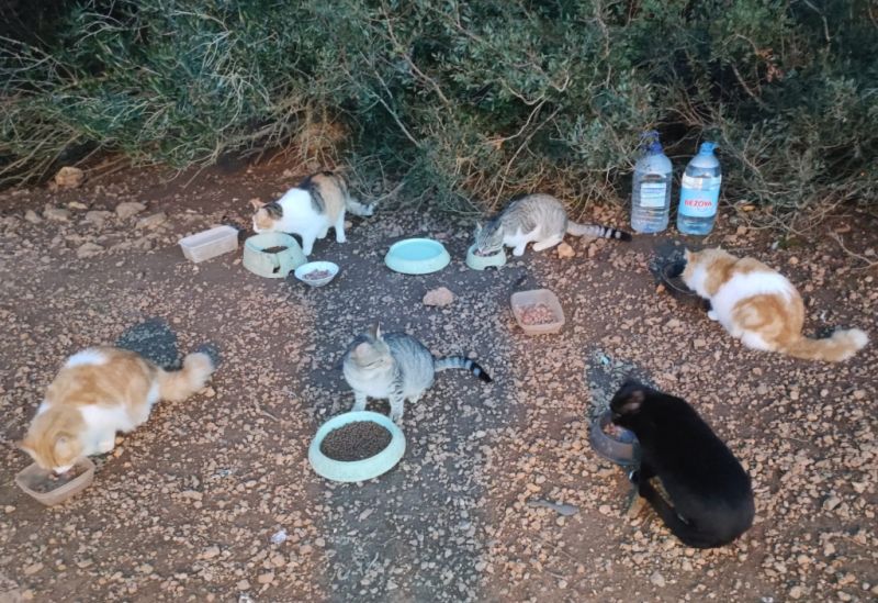 Katzenfreunde in Cala D'or