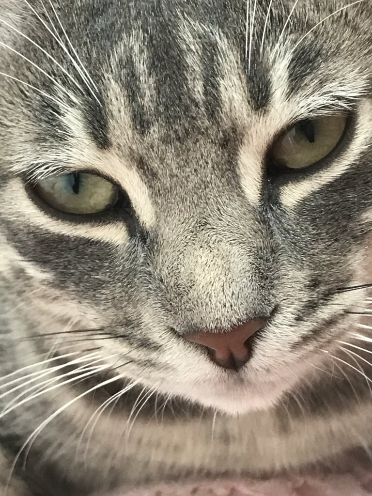 Katzenkinder