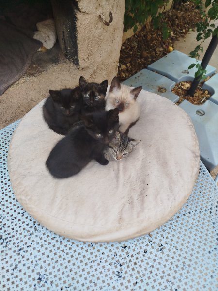 Kitten in liebevolle Hände abzugeben