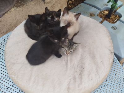 Kitten in liebevolle Hände abzugeben