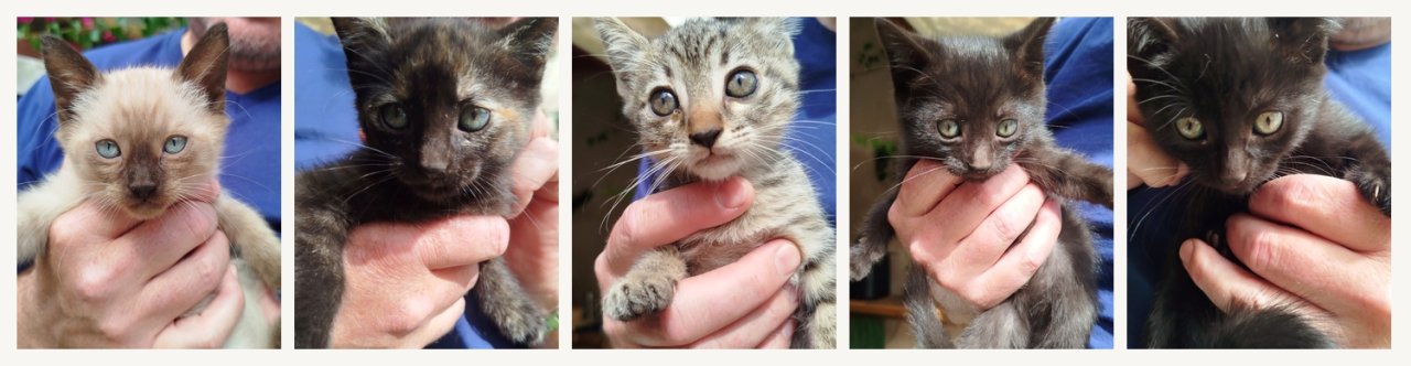 Kitten in liebevolle Hände abzugeben