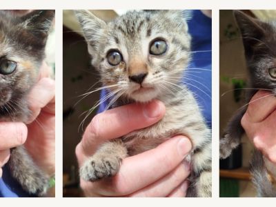 Kitten in liebevolle Hände abzugeben