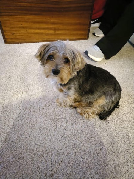 Kleiner Hund sucht neues Zuhause