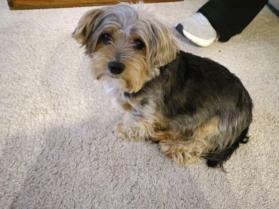 Kleiner Hund sucht neues Zuhause