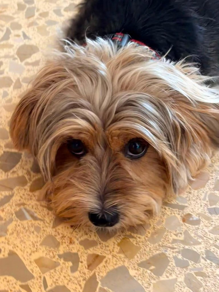 Kleiner Hund sucht neues Zuhause
