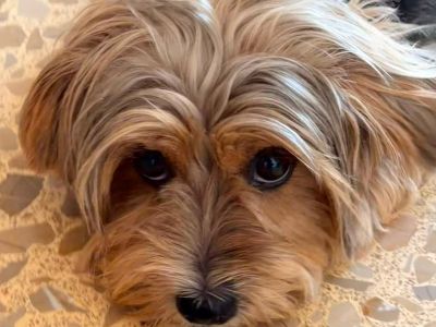 Kleiner Hund sucht neues Zuhause