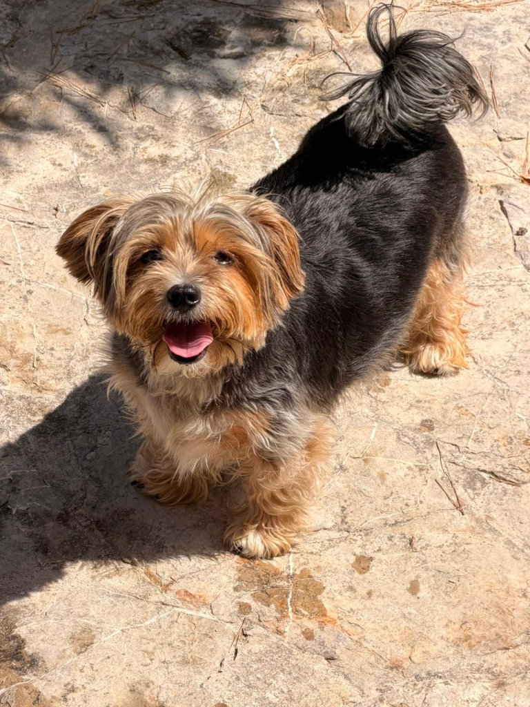 Kleiner Hund sucht neues Zuhause